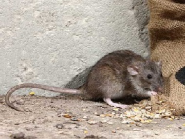 钟村控制鼠类公司餐饮场所预防鼠害、灭鼠的妙招