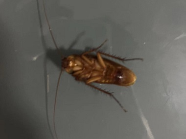 东环消杀有害生物机构为什么家里的蟑螂总是灭不完