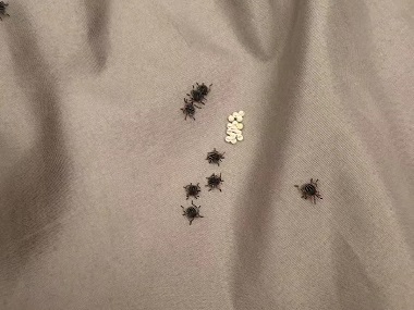 化龙有害生物防控站床上的臭虫怎么去除